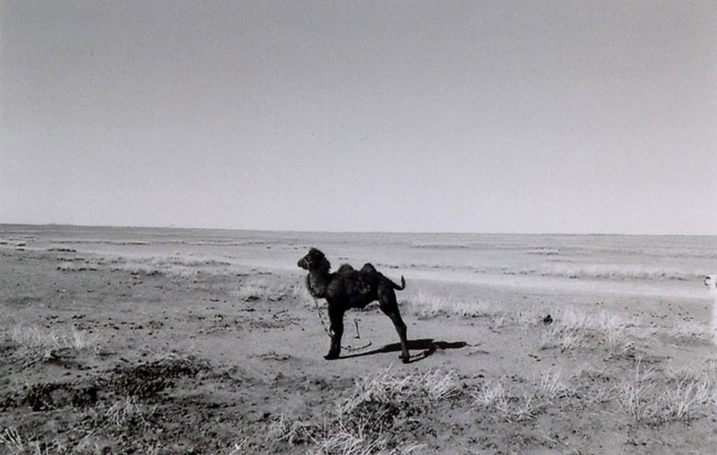 Mongolie